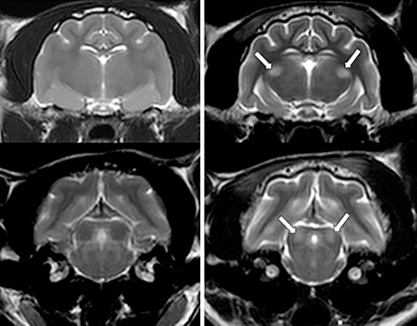 RVC Clinicians identify source of recent spate of thiamine